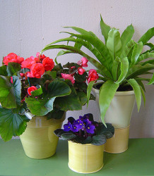 Комнатные растения и цветы, полезные для здоровья и экологии жилья